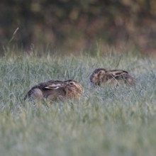 Resting in the grass... European hare (Lepus europaeus), two hares lying crouched and with ears