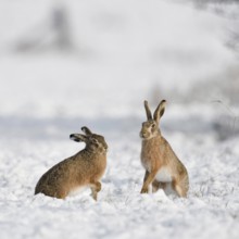 Dance of the hares... European hare (Lepus europaeus), two hares are mating in the snow, mating