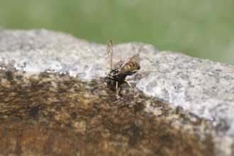 Domestic field wasp (Polistes dominula), water, drinking, macro, birdbath, When it is very hot, the