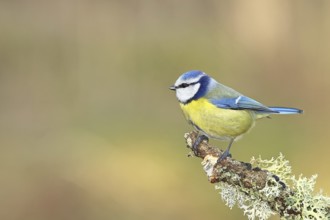 Blue tit (Parus caeruleus), sitting on a branch overgrown with reindeer lichen (Cladonia