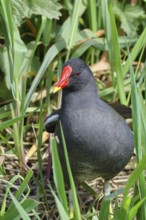 Moorhen (Gallinula chloropus), in the reeds on the bank of a moor ditch, Ochsenmoor, Dümmer See,
