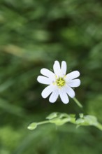 Greater stitchwort (Stella holostea), flowering in the forest, close-up, spring, Wilnsdorf, North