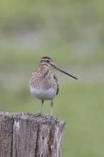 Snipe (Gallinago gallinago), standing on fence post of a pasture, on moorland, snipe birds,