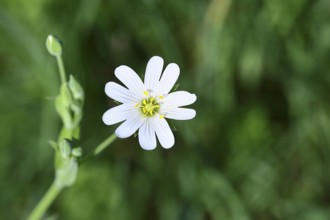 Greater stitchwort (Stella holostea), flowering in the forest, close-up, spring, Wilnsdorf, North