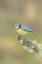 Blue tit (Parus caeruleus), sitting on a branch overgrown with reindeer lichen (Cladonia