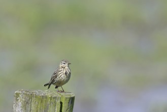 Meadow pipit (Anthus pratensis), on a pasture fence post, Ochsenmoor, Dümmer See, Hüde, Lower
