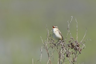 Reed warbler (Acrocephalus schoenobaenus) sits singing in a shrub in its natural environment,