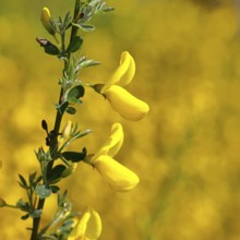 Gorse (Genista), branch with yellow flowers, North Rhine-Westphalia, Germany