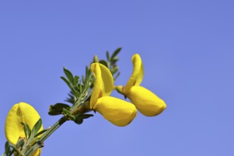 Flower of broom, common broom (Cytisus scoparius), yellow flowers in front of a blue sky,