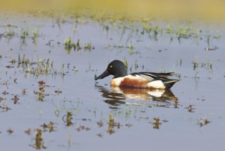 Shoveler (Anas clypeata), drake, male on a wet meadow, Ochsenmoor, Dümmer, Lemförde, Lower Saxony,