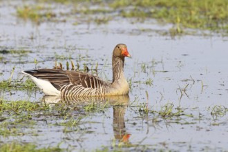 Grey goose (Anser anser) on a moor, Dümmer, Lake Dümmer, Ochsenmoor, Hüde, Lower Saxony, Germany