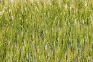 Grain field with barley in early summer on the Swabian Alb. Merklingen, Baden-Württemberg, Germany