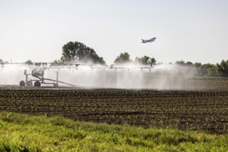 Hot days, little rainfall. Irrigation of young vegetable plants during drought in the fields of