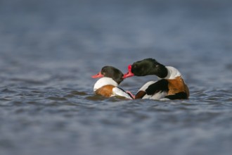 Stay here... Shelduck (Tadorna tadorna) during copulation, mating, drake rides up on the goose,