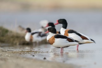 A whole flock... Shelduck (Tadorna tadorna) resting in shallow water on the shore of a sandbank in