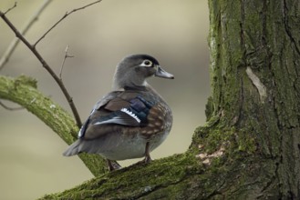 In the tree... Brown duck (Aix sponsa), female, very pretty duck species, not actually native to