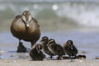 The offspring... Eider duck (Somateria mollissima), wild duck, female and young chicks on the beach