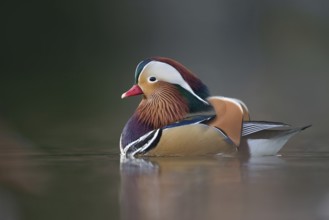 In the water... Mandarin duck (Aix galericulata), colourful male, drake, conspicuous, very pretty
