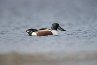 Northern Shoveler (Anas clypeata), colourful drake in breeding dress, swimming on lake, full body,