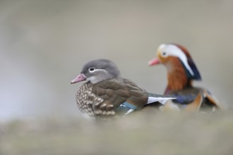 Mandarin ducks (Aix galericulata), female and colourful male, drake, a pair, couple sitting