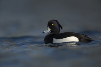Bright yellow eyes... Tufted Duck (Aythya fuligula), male in fresh plumage, early spring, violet