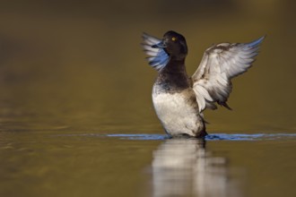 Flapping wings... Tufted duck (Aythya fuligula), resting in the water after grooming, flapping its