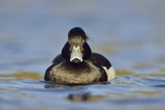 Direct gaze, insistent eye contact... Tufted duck (Aythya fuligula), relatively common native duck