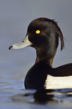 Duck portrait... Tufted Duck (Aythya fuligula), drake in splendid plumage with long decorative