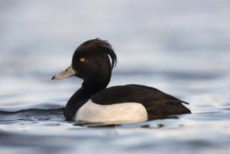 Dripping wet... Tufted Duck (Aythya fuligula), beautiful male in splendid plumage, very detailed