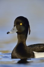 Oooops... Tufted Duck (Aythya fuligula), close-up of one of the most beautiful common native duck