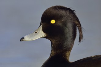 Duck portrait... Tufted Duck (Aythya fuligula), drake in splendid plumage with long decorative