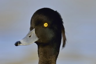 Oooops... Tufted Duck (Aythya fuligula), close-up of one of the most beautiful common native duck