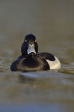 Wet from a dive... Tufted duck (Aythya fuligula), sociable waterfowl, often travelling in larger