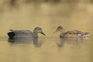 Cosy togetherness... Gadwall (Anas strepera), pair, couple in beautiful breeding plumage, detailed
