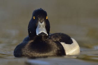 Wet from a dive... Tufted duck (Aythya fuligula), sociable waterfowl, often travelling in larger