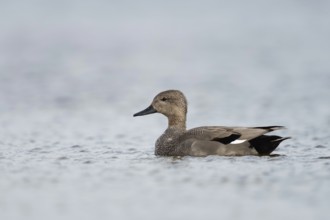 In splendid plumage... Gadwall (Anas strepera), also known as ruddy duck, male, drake, detailed