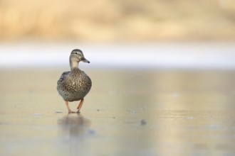 Mallard (Anas platyrhynchos), lone female, running, waddling over a frozen lake, funny frontal deep