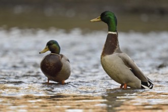 Two drakes, highly alert... Mallard (Anas platyrhynchos), male wild mallard, ducks in a natural