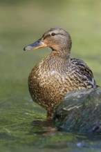 Female mallard... Mallard (Anas platyrhynchos), wild female duck standing in the most beautiful