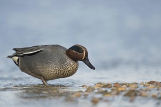 Teal (Anas crecca), male in colourful plumage, summer dress, walking on land, looking for food on a