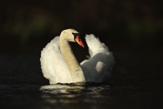 Proud bird... Mute swan (Cygnus olor) swims elegantly into the light with upturned wings, a white