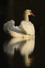 Swan Lake... Mute swan (Cygnus olor), elegant swan with upturned wings, in the most beautiful