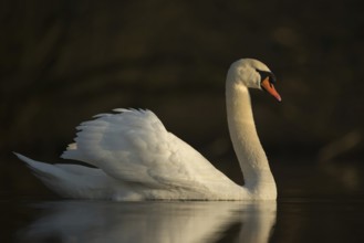 In the most beautiful light... Mute swan (Cygnus olor), swan, our largest native water bird,
