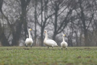 Family reunion... Whooper Swan, Mute Swan, Bewick's Swan (Cignus spec.), three different swan