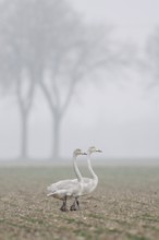 Whooper swans (Cygnus cygnus), two young birds, resting on a rape field, walking across a field on