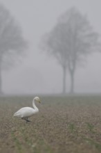Whooper swan (Cygnus cygnus) walks across a rape field in cloudy, wet and cold weather in search of