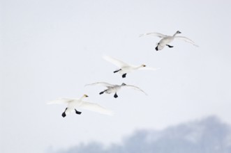The flight in... Tundra Swan (Cygnus bewickii), small group of bewick's swans, family, family
