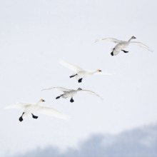 The flight in... Tundra Swan (Cygnus bewickii), rare bewick's swans in flight, preparing to land,