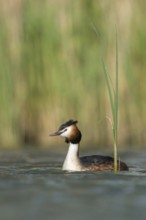 In the reeds... Great Crested Grebe (Podiceps Scalloped ribbonfish), characteristic water bird