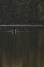 Somewhere in Sweden... Black-throated diver (Gavia arctica), straightens up for a moment, flaps its